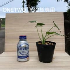 斑入りクワズイモ③のサムネイル