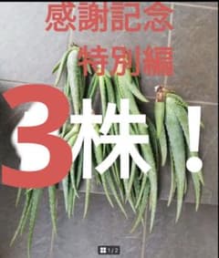 -*-様 アロエ苗 3本セットのサムネイル