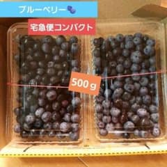 ハニー農園　新鮮なブルーベリー　無農薬　宅急便コンパクト発送 早い者勝ち♡無農薬 ブルーベリー 500g 宅急便コンパクト発送