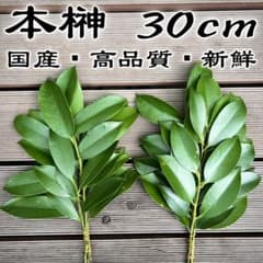 【国産高品質】本榊 30cm×2束のサムネイル