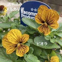 ビオラ 送料込み メルカリ便 花苗 - メルカリ