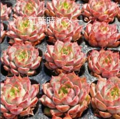 新品種　ワイン　抜き苗　プッチ苗　ランダム1苗のサムネイル
