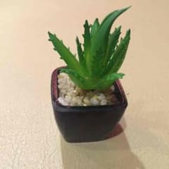 アロエ置物のサムネイル