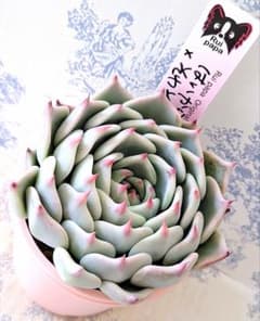 ポルボローネ実生　札付きポットごとメルカリ便ルイパパさん苗 はいから(命名株)×そわそわ札付きポットごとメルカリ便ルイパパさん苗