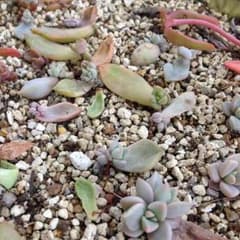 多肉植物✿おまかせ5個セットのサムネイル