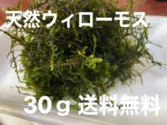 天然(国産)ウィローモス 30ｇ 送料無料のサムネイル