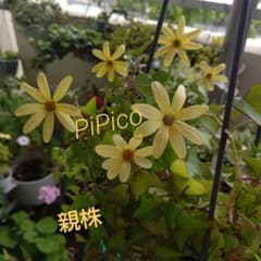 黄色い花が咲く多肉植物☆マーガレットアイビー☆抜き苗1本⑤ - メルカリ