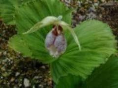 山野草（ラン科） 日本クマガイソウ 2芽株（花芽1、葉芽1） - メルカリ