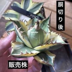 アガベ チタノタ スナグルトゥース 暴牙 親株 胴切り天の部分