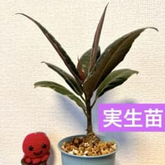 【フィカス・ルビー実生苗6】鮮やかなルビー色の葉が魅力！「永遠の愛」の花言葉のサムネイル