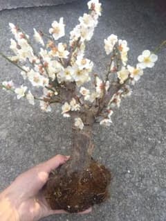 梅 盆栽 4号相当 特価❗値下げ不可❗ ひ - メルカリ