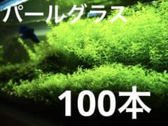 パールグラス　100本のサムネイル