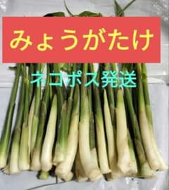⑦　みょうがたけ　【青森県産】　無農薬　茗荷竹　ミョウガタケ　みょうがたけのサムネイル