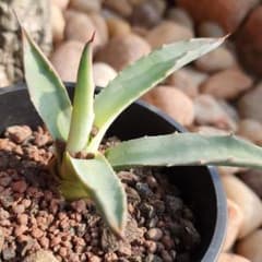アガベ・パリー吉祥天（Agave parryi）のサムネイル