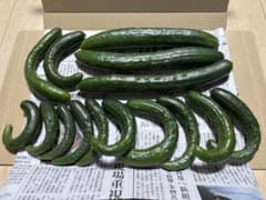 秋田県産　きゅうり　箱込み約800gサイズいろいろのサムネイル