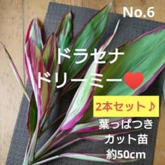 No.6【2本セット♪】ドラセナ ドリーミー♥️高さ約50cm - メルカリ