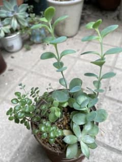 多肉植物　ブロウメアナ　初恋　マルニエリアナの抜き苗のサムネイル
