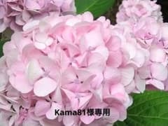 Kama81様専用のサムネイル