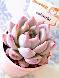 コロラータ札付きポットごとメルカリ便ファームパルクさん苗 - メルカリ