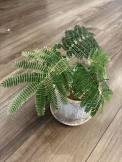 エバーフレッシュ 斑入り 観葉植物のサムネイル