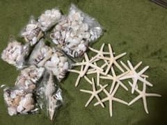 貝殻セットのサムネイル