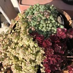 セダム3種^_^のサムネイル