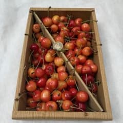 9本日収穫　山形県産　さくらんぼ　1kg 紅秀峰　Lサイズ以上　訳あり品のサムネイル