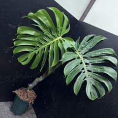 モンステラデリシオーサマクロコズム大型葉超希少系統鉢植え - メルカリ