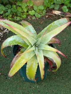 Hechtia glauca ヘクチア　グラウカ 1のサムネイル