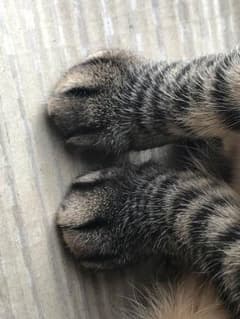 隊長さん専用のサムネイル