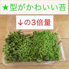 3倍量 苔 初心者向け 陸上 コケ アクア テラリウム ビオトープ 庭 春夏秋冬