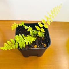 シダ植物 ネフロレピス ハッピーマーブル 斑入り - メルカリ