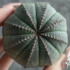 B15645☆オークション☆ 超巨大6.5cm株！ユーフォルビア オベサ - メルカリ