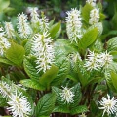 ヒトリシズカ　根付き苗　子苗　山野草　多年草　植物　観葉植物　多肉植物のサムネイル