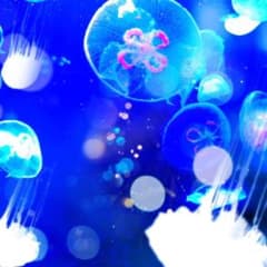 クリリン様専用のサムネイル
