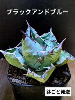 写真現品】アガベ チタノタ ブラック&ブルー BB （安心の鉢ごと発送