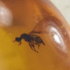 ZB338虫入り琥珀化石 ミャンマー カムティかタナイ産 9900万年前