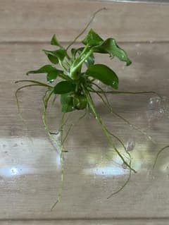 水草 アヌビアス・ナナ ミニのサムネイル