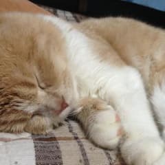 香織様専用のサムネイル