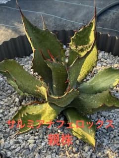 アガベ サルミアナフェロックス 抜き苗発送 検）ドライガーデン 地植え