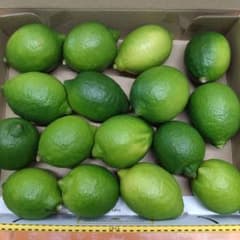 熊本県産　ハウスグリーンレモン　コンパクトBOX満タン　約1,3キロ現品のサムネイル