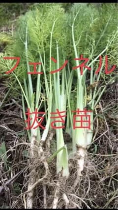 自然栽培フェンネル抜き苗10本のサムネイル