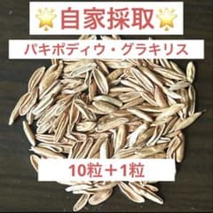 【自家採取】パキポディウムグラキリス　種子100粒 自家採取☆大特価☆早い者勝ち】 パキポディウム グラキリス 種子 10粒