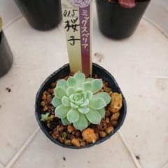 多肉植物　桜子　おらいさん苗 ミックスベリアのサムネイル