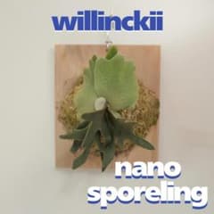 ビカクシダ willinckii nano ウィリンキー ドワーフ 板付 N-1 - メルカリ