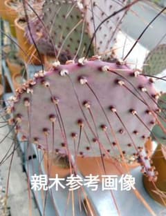 opuntia Ebomelacantha オプンチア サボテン 多肉植物 opuntia redspine オプンチア サボテン 多肉植物 アガベ - メルカリ