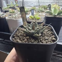 n*m様 アガベユタエンシス ネバデンシス実生のサムネイル