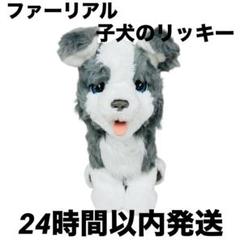 ファーリアル　子犬のリッキー backend=imagemagick;version=1;