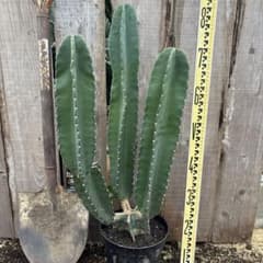 柱サボテン ドライガーデン サボテン ウチワサボテン 観葉植物