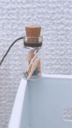 ミニチュア貝殻、珊瑚が入ったガラス瓶のサムネイル